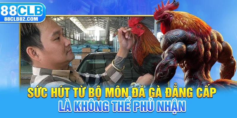 Sức hút từ bộ môn đá gà đẳng cấp là không thể phủ nhận