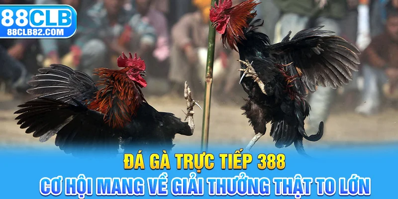 Đá Gà Trực Tiếp 388 – Cơ Hội Mang Về Giải Thưởng Thật To Lớn