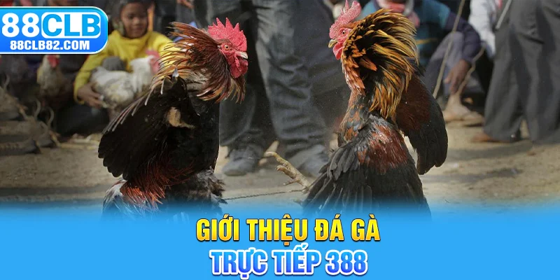 Giới thiệu đá gà trực tiếp 388