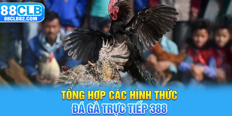 Tổng hợp các hình thức đá gà trực tiếp 388